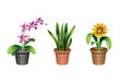 Indoor Office Plants - 2
