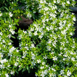 Japanische Scheinmyrthe - Cuphea hyssopifolia