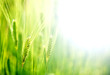Green wheat