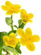 Sumpfdotterblume