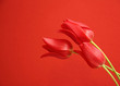 red tulips