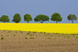 Rapsfeld und Baumreihe