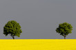 Rapfeld und 2 Bäume