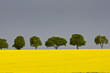 Rapsfeld vor dem Regen