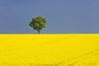 1 Baum in gelber Rapswiese