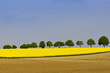 Rapsfeld im Morgenlicht