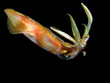 Squid