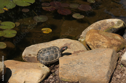 Photo: Turtle Turtle