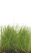 Photo: Grass Grass