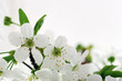 Cherry flowers background