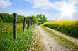 Feldweg am Rapsfeld