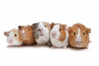 five guinea pigs