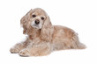 American Cocker Spaniel American Cocker Spaniel