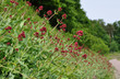 Blumen am Waldrand