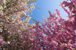 Kirschblüte