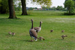 Geese & Chicks