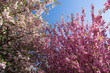 Kirschblüte