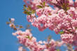 Kirschblüte