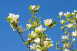 Magnolienblüten