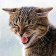 Hissing Cat face