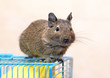 Degu sits on a cage