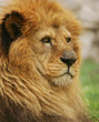 leone