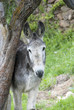 Photo: Donkey looking Donkey looking