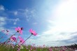 Photo: コスモスと青空 コスモスと青空