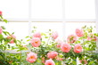 薔薇