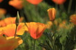Eschscholtzia of California, california poppy