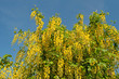 Goldregen - Laburnum