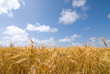 field