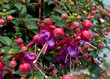 Fuchsien - Fuchsia