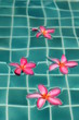 Plumeria