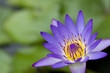 Photo: Lotus Lotus