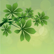 chestnut branch background