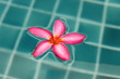 Plumeria