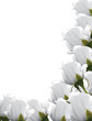 white roses background