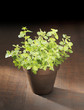 Foto: Oregano Oregano