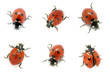 Ladybugs