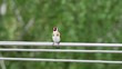 Goldfinch