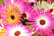 Portulaca Rosen