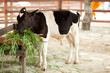 cow at the zoo. cow at the zoo.