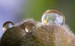 Macro photo of a dew drop on a tiny flower bud