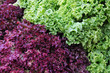 Foto: Lollo Rosso und Lollo bianco/bionda Lollo Rosso und Lollo bianco/bionda