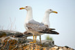 Two seagulls on the wall
