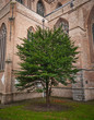 Lonley Tree
