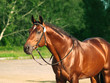 beautiful trakehner stallion