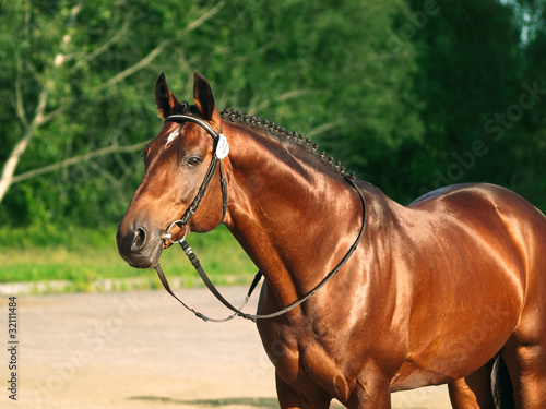 Photo: beautiful trakehner stallion beautiful trakehner stallion