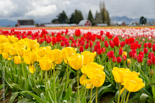 Photo: Field of tulips at Skagit, Washington State, America. Field of tulips at Skagit, Washington State, America.